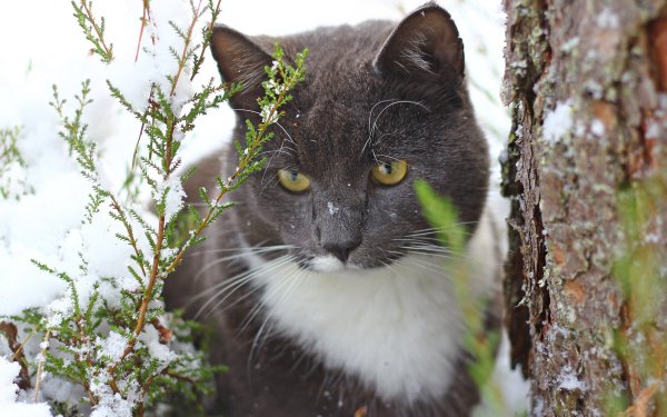 Чёрный котик