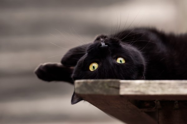 Черный кот на кладбище