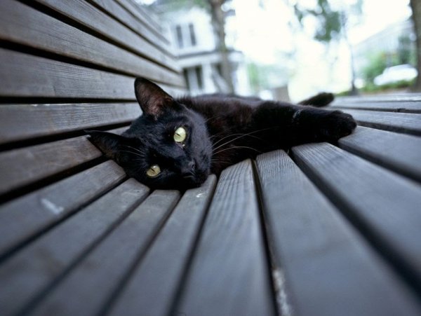 Черная кошка