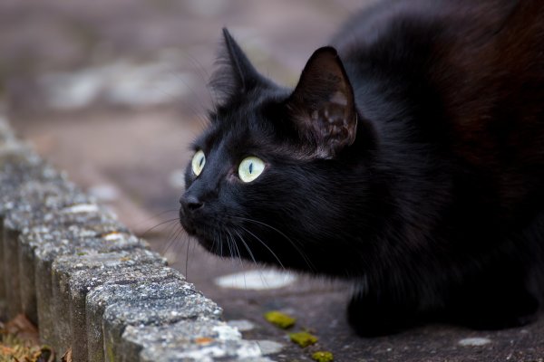 Коты и Ландыши