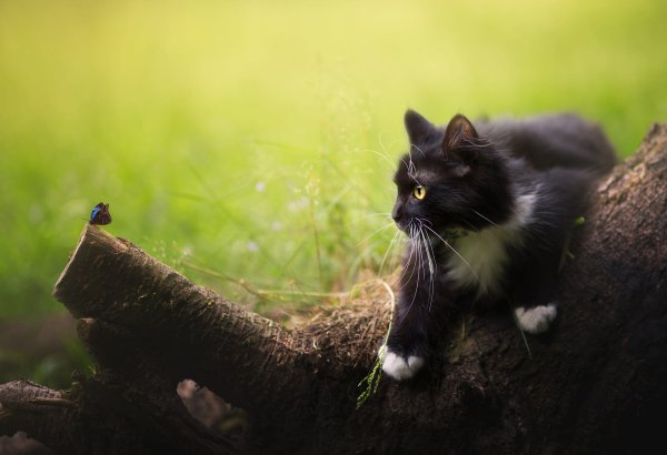 Котик с цветочком