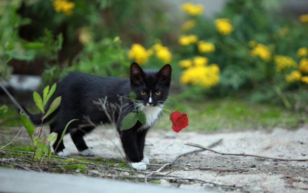 Черная кошка