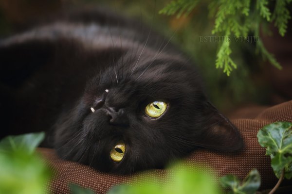Черный кот в снегу