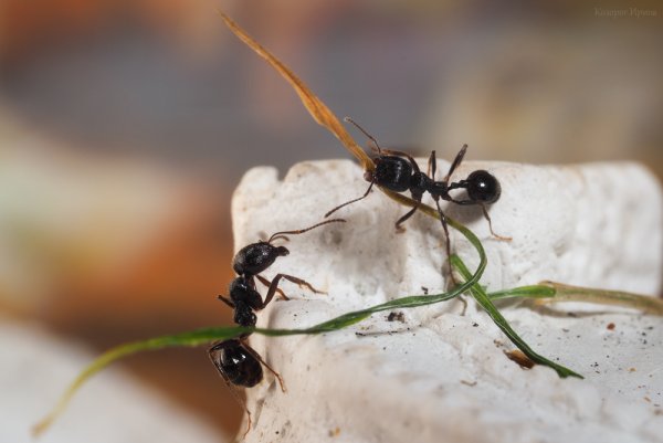 Весенние муравьи