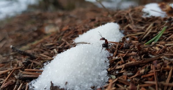 Муравьи весной