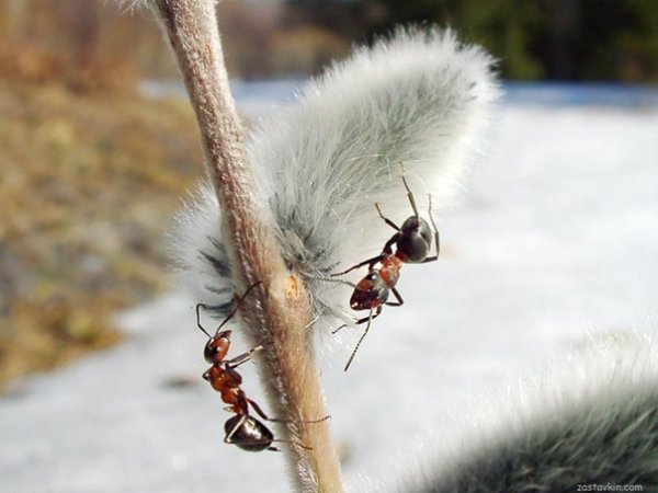 Муравей ранней весной
