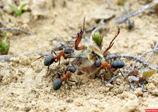 Муравей с добычей