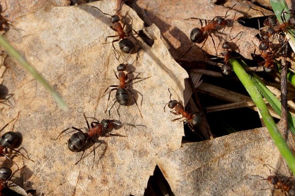 Муравьи весной