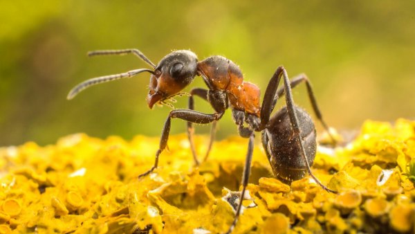 Весна муравьи