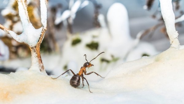 Муравейник зимой