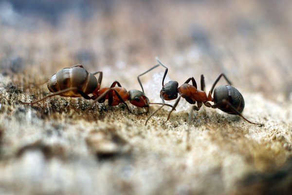 Насекомые муравей Муравейник