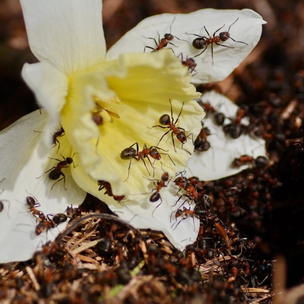 Муравей с цветочком