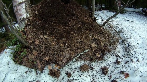 Муравейник весной