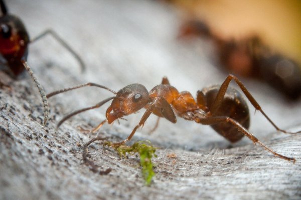 Муравейник муравьев листорезов