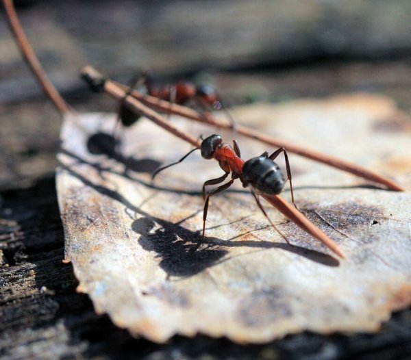 Муравей тащит