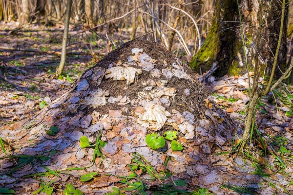 Шуваловский парк Муравейник