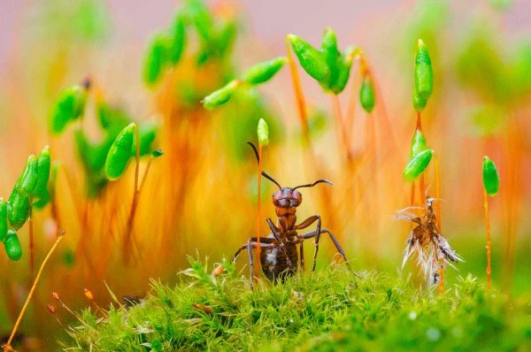 Муравьи весной