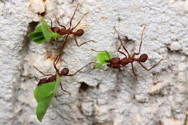 Жизнь муравьёв в муравейнике