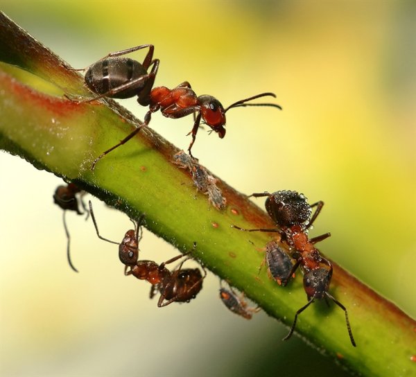 Насекомые в почве