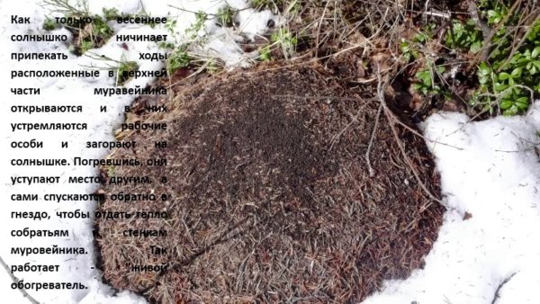 Муравейник зимой
