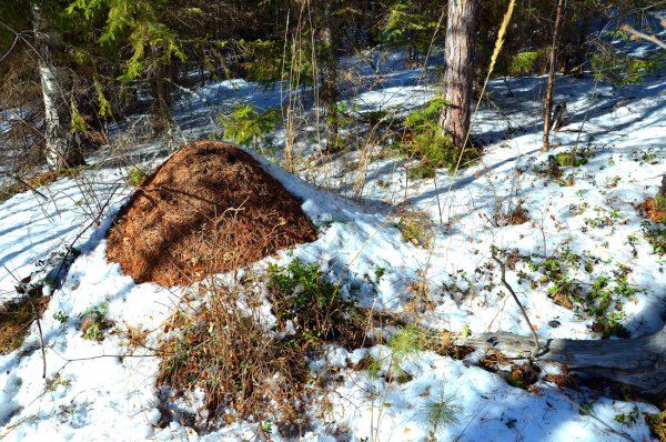 Муравейник весной