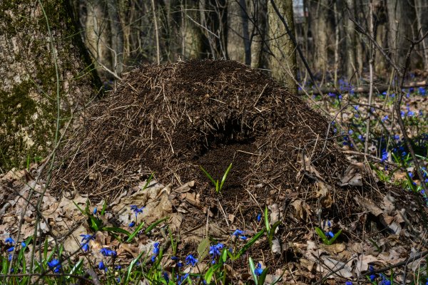 Муравьи зимуют