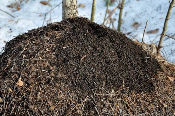 Как зимуют муравьи