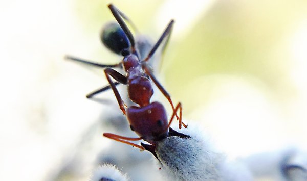 Рыжий Лесной муравей Муравейник