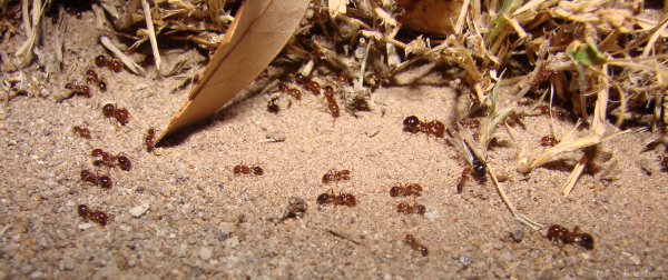 Насекомые на Поляне