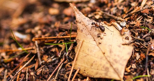 Муравейник весной