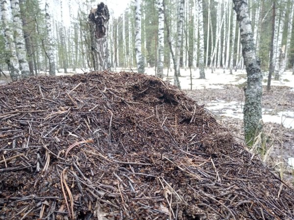 Первые насекомые весной