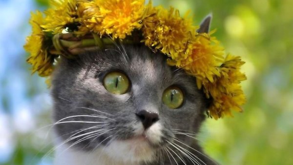 Кот в венке из цветов