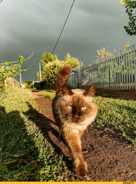 Вербные коты