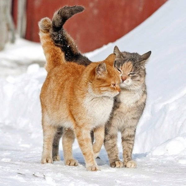 Мартовская кошка