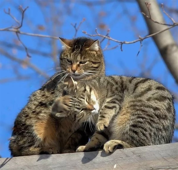 Кот на ветке