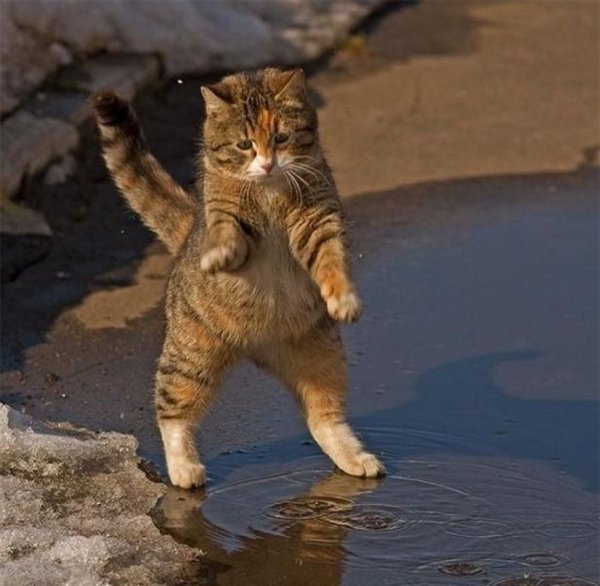 Мартовский кот