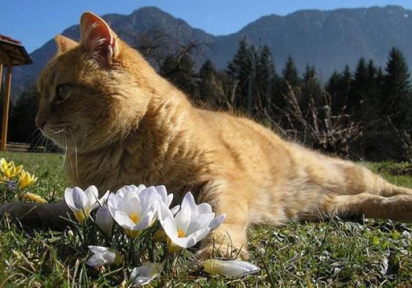 Мартовский кот