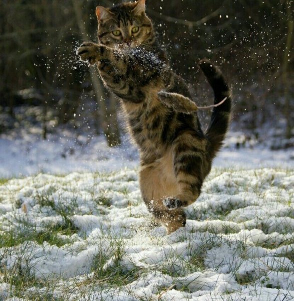 Мартовские кошки приколы