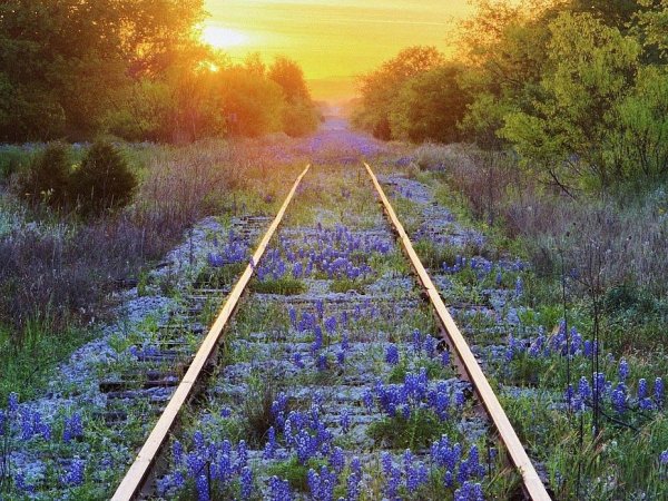 Рельсы в поле