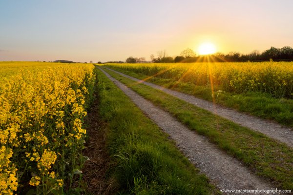 Летом в поле