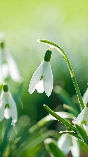 Весенние желтенькие цветочки