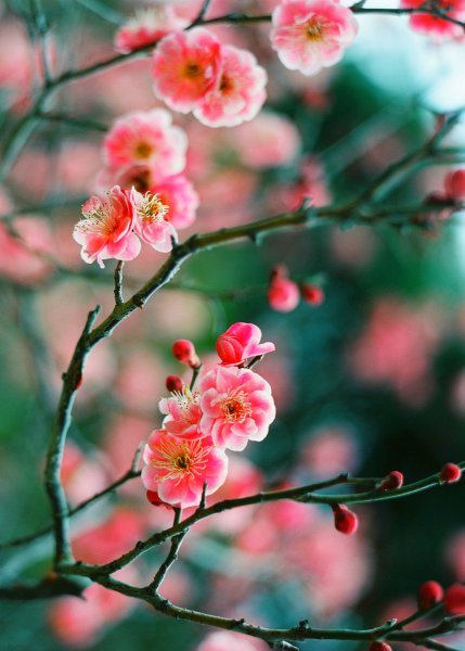 Цветущая Сакура