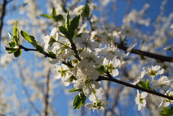 Цветение алычи на Кубани
