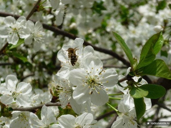 Проект Весна на Кубани