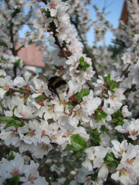 Весна на Кубани