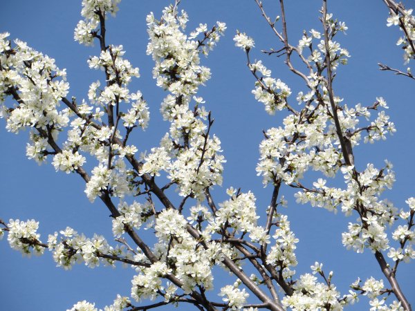 Краса Кубани Весна 2022