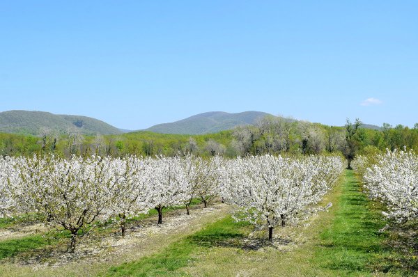 Весна на Кубани