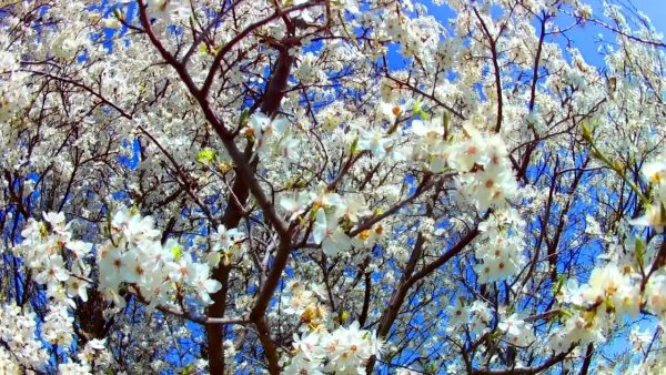 Цветут абрикосы Краснодар