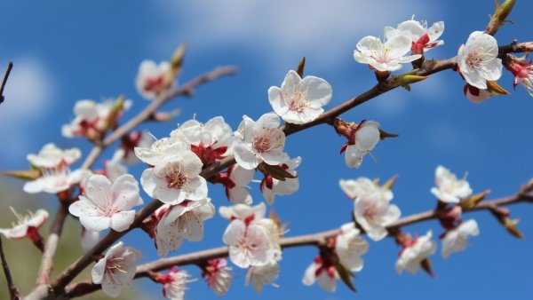 Весна на Кубани картинки