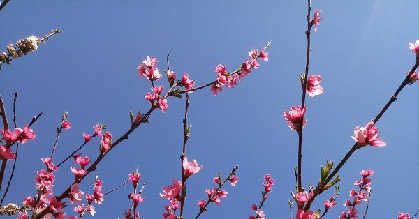 Весна на Кубани